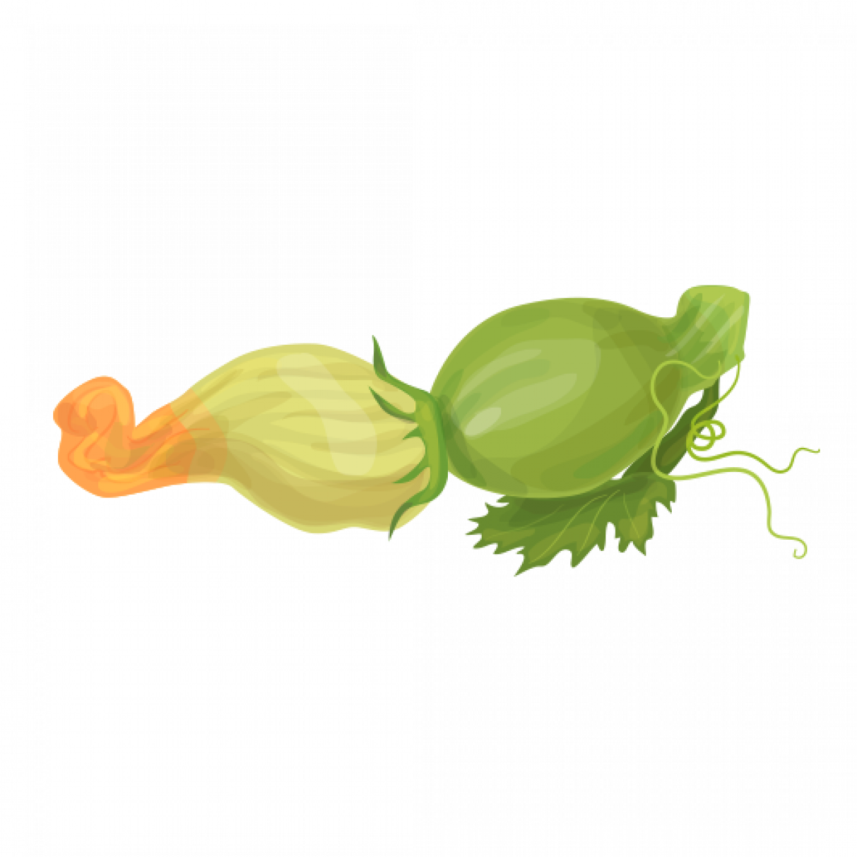 Zucchina con fiore